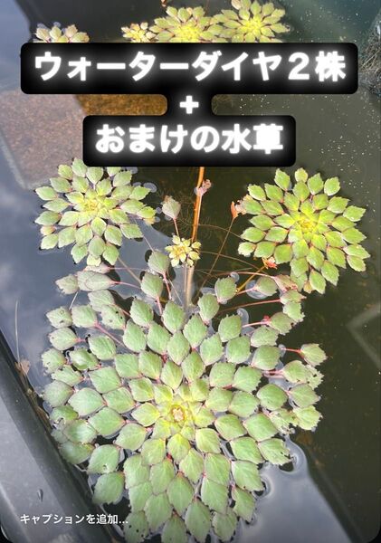 ウォーターダイヤ 2株 + おまけの水草
