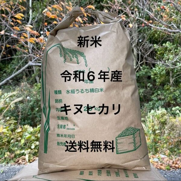 令和6年度 兵庫県産 キヌヒカリ 白米 20kg