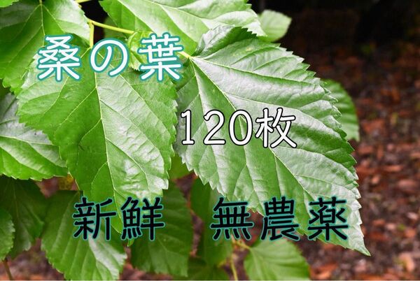 桑の葉 山桑 120枚 新鮮 無農薬 蚕 小動物 おやつ