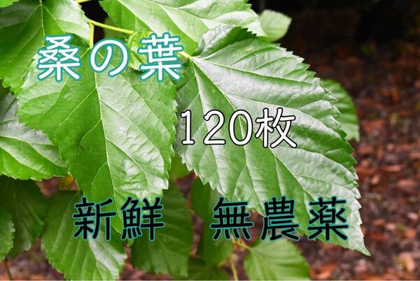 桑の葉 山桑 120枚 新鮮 無農薬 蚕 小動物 おやつ