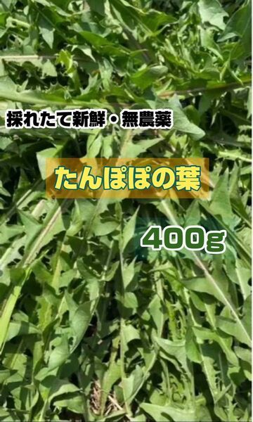新鮮 たんぽぽの葉 小動物のおやつ 無農薬 蒲公英 300g以上