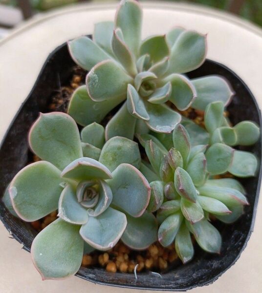 多肉植物☆札落ち☆