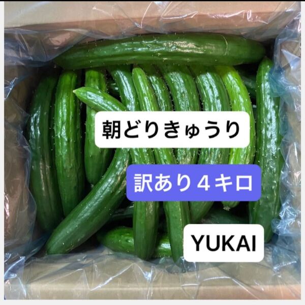 朝どりきゅうり 訳あり 箱込み4キロ