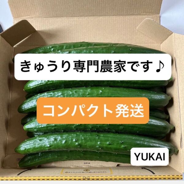 朝どりきゅうり 約1.3kg〜 きゅうり農家直送