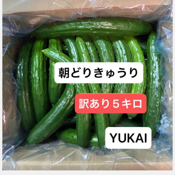 朝どりきゅうり 訳あり 箱込み5キロ以内