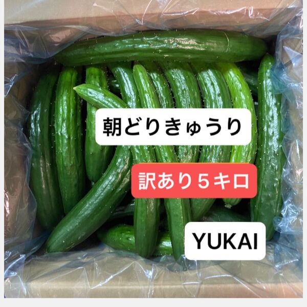 朝どりきゅうり 訳あり 箱込み5キロ以内