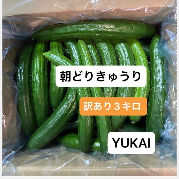 朝どりきゅうり 訳あり 箱込み5キロ以内