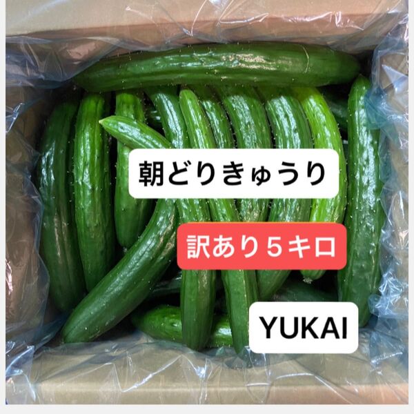 朝どりきゅうり 訳あり 箱込み5キロ以内