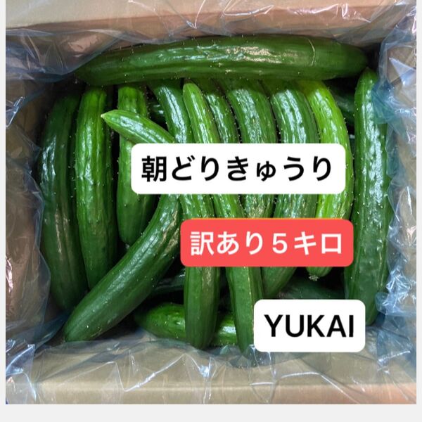 朝どりきゅうり 訳あり 箱込み5キロ以内