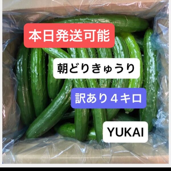 朝どりきゅうり 訳あり 箱込み4キロ