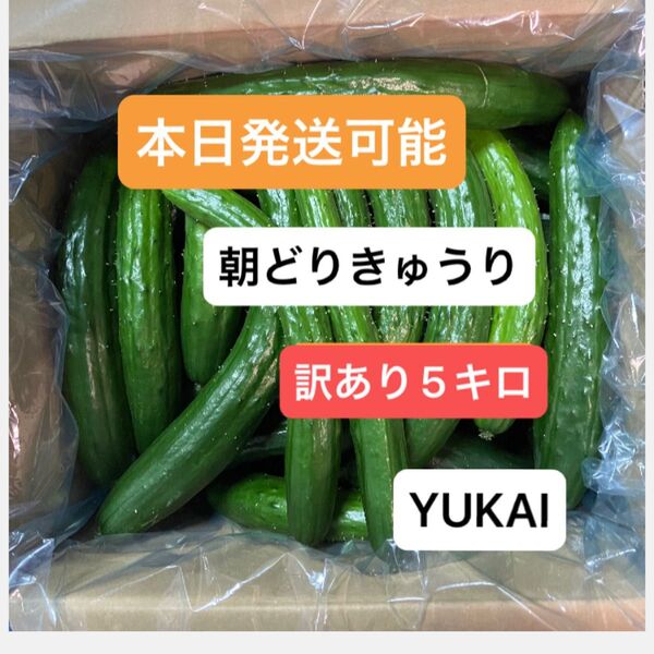 朝どりきゅうり 訳あり 箱込み5キロ以内