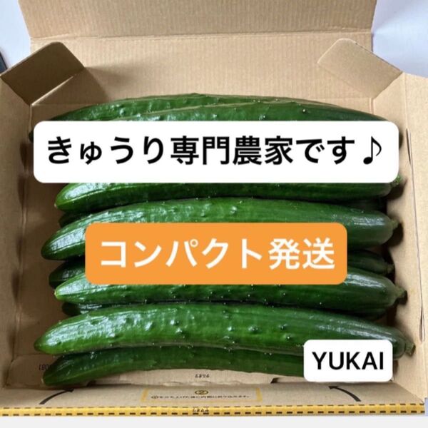 朝どりきゅうり 約1.3kg〜 きゅうり農家直送