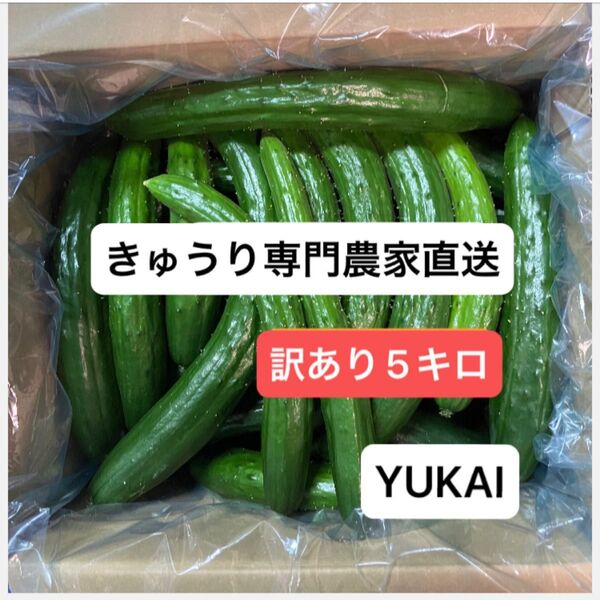 朝どりきゅうり 訳あり 箱込み5キロ以内