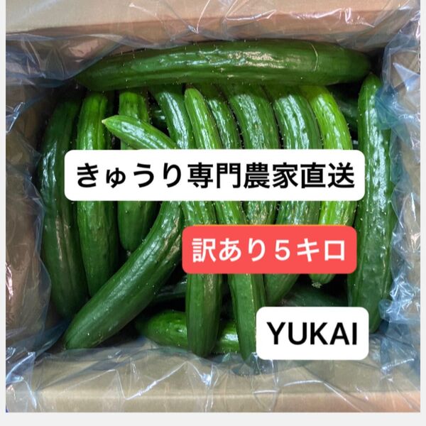 朝どりきゅうり 訳あり 箱込み5キロ以内