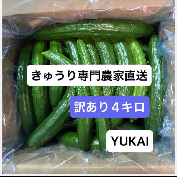 朝どりきゅうり 訳あり 箱込み4キロ