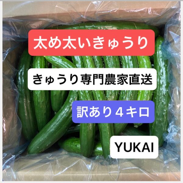 朝どりきゅうり 訳あり 箱込み4キロ