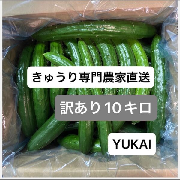 朝どりきゅうり 訳あり 箱込み10キロ以内
