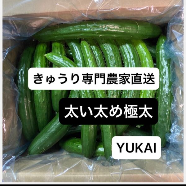 朝どりきゅうり 訳あり 太め太い極太 箱込み4キロ