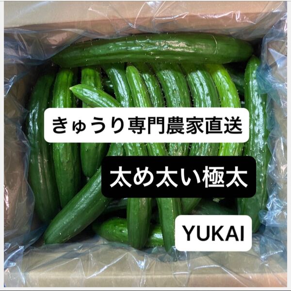 朝どりきゅうり 訳あり 箱込み4キロ
