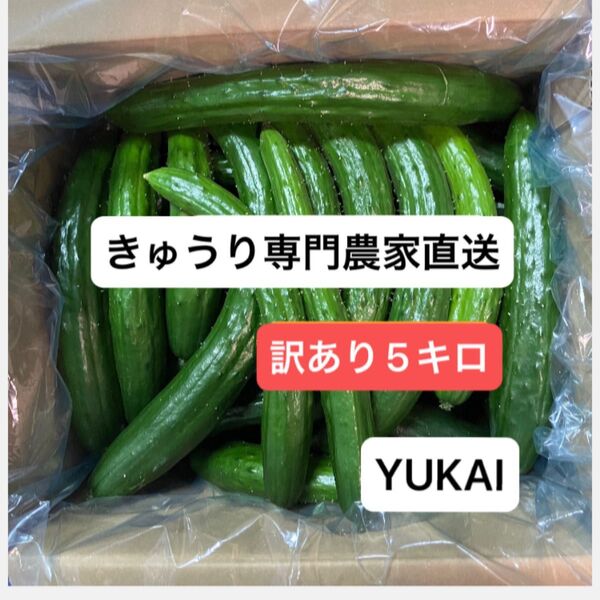 朝どりきゅうり 訳あり 箱込み5キロ以内