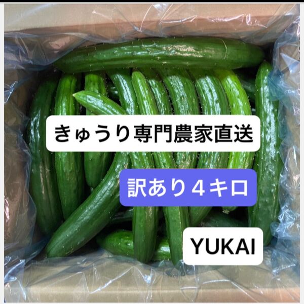 朝どりきゅうり 訳あり 箱込み4キロ