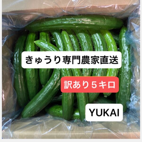 朝どりきゅうり 訳あり 箱込み5キロ以内