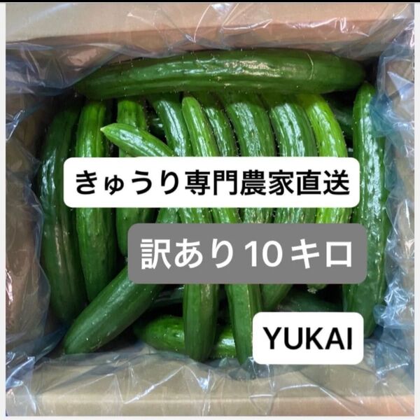 夕どり&朝どり 朝どりきゅうり 訳あり 箱込み10キロ以内