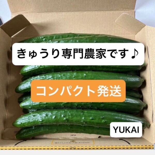 朝どりきゅうり 約1.3kg〜 きゅうり農家直送