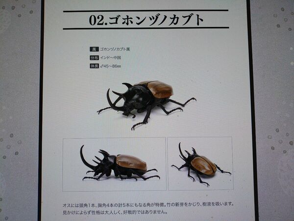 いきもの大図鑑 かぶとむし02 ゴホンヅノカブト 未使用品①
