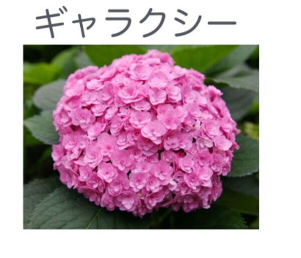 紫陽花ポット苗2品種4ポットセット 加茂セレクション