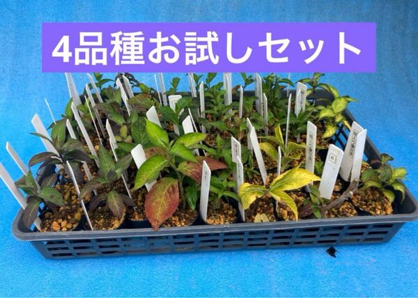 ヤマアジサイ ポット苗4品種お選び下さい