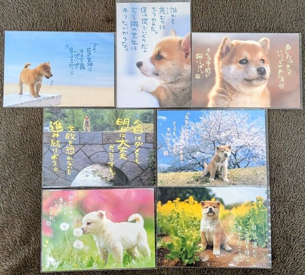 日本の犬 ポストカード 7枚