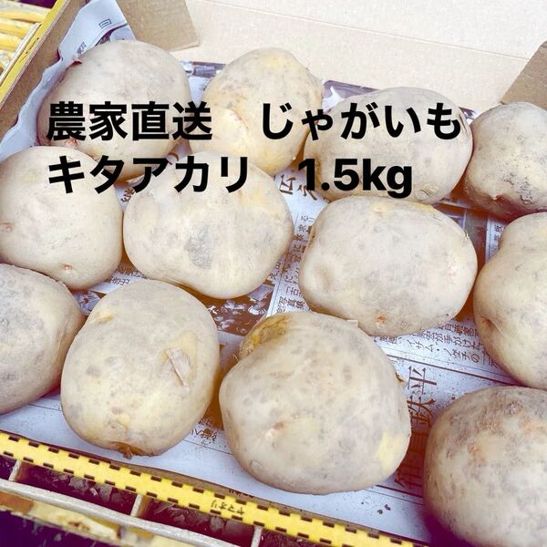 【農家直送】新鮮じゃがいも キタアカリ箱込み1.5kg