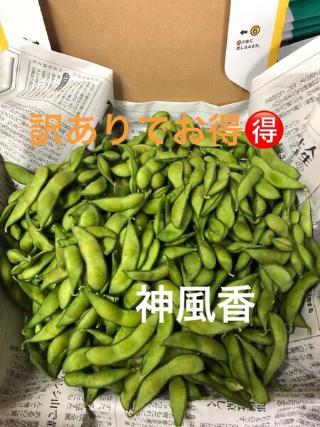 本日朝収穫!発送!茶豆風味の枝豆