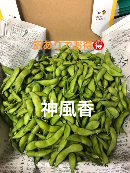 本日朝収穫!発送!茶豆風味の枝豆