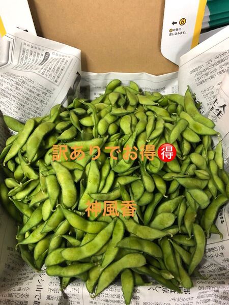 本日朝収穫!発送!茶豆風味の枝豆