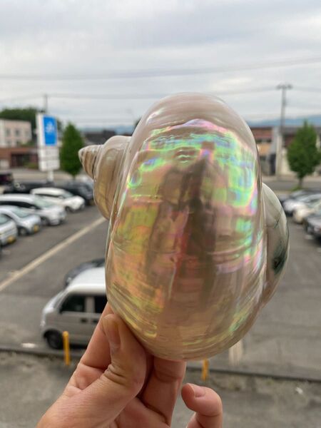夜光貝 置物 飾り 磨き上げ済み 美品 13cm 250㌘前後 ライトおまけ