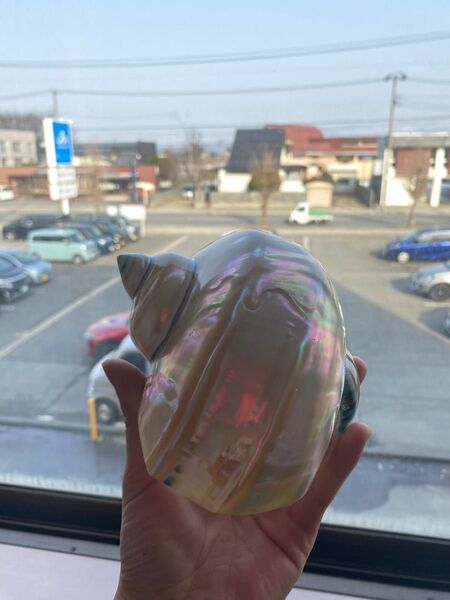 夜光貝 置物 飾り 磨き上げ済み 美品 13cm 250㌘前後 ライトおまけ