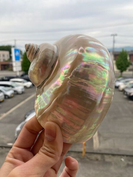 夜光貝 置物 飾り 磨き上げ済み 美品 13cm 250㌘前後 ライトおまけ
