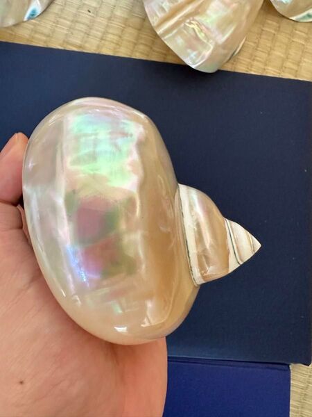 夜光貝 置物 飾り 磨き上げ済み 美品 13cm 250㌘前後 ライトおまけ