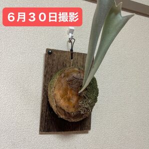 ビカクシダ ベイチー ビーチー 板付け