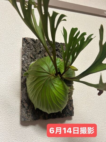 P.ridleyi WILD ボルネオ産 Borneo リドレイ