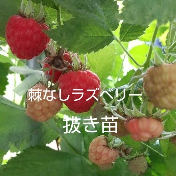 棘なしラズベリー グレンモイ 抜き苗