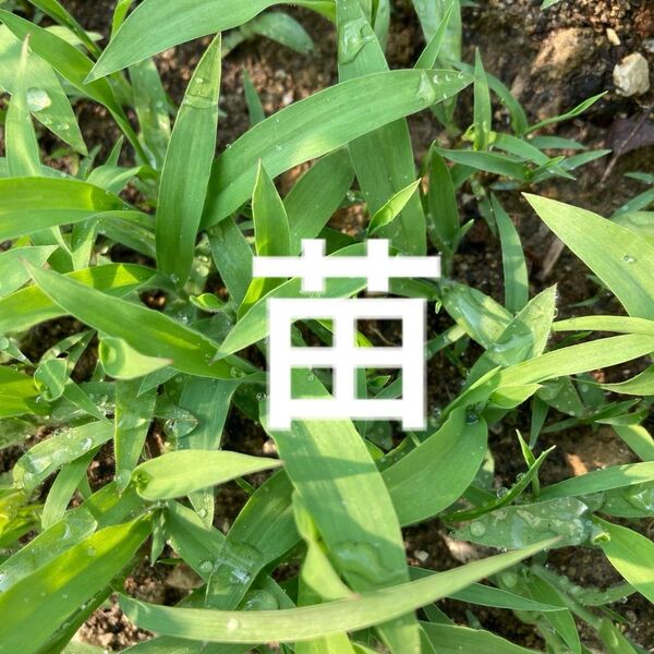 無農薬 兵庫県産 イネ科野草 抜き苗 50本