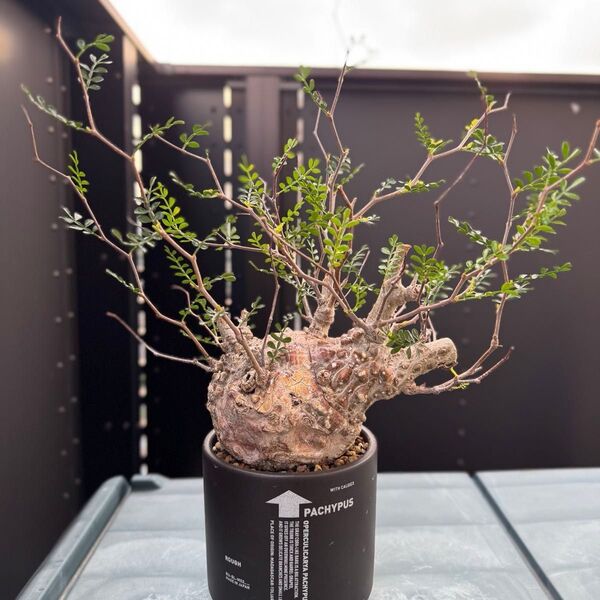 オペルクリカリアパキプス 発根済 コーデックス 塊根植物 灌木 現地球 コレクション株 レア
