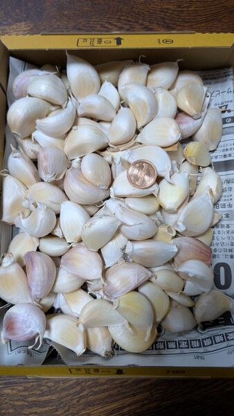生にんにく 嘉定種 800g 5月20日収穫