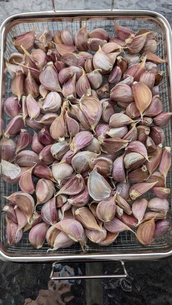 平戸ニンニク 600g 150個 小粒中心