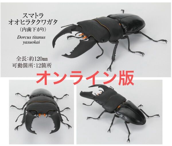 いきもの大図鑑 くわがた スマトラオオヒラタクワガタ 内歯下がり ガチャ オンライン版