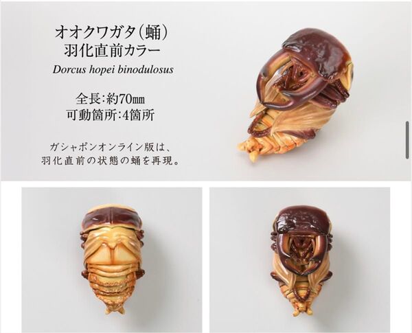 いきもの大図鑑 くわがた オオクワガタ 蛹 羽化直前カラー ガチャ オンライン版