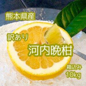 熊本県産 訳あり 河内晩柑 箱込み10kg